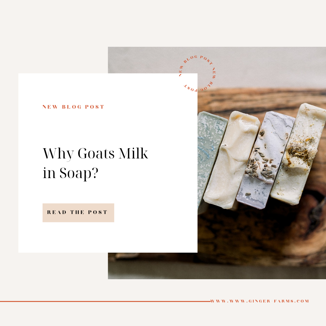 Why goats milk in soap?